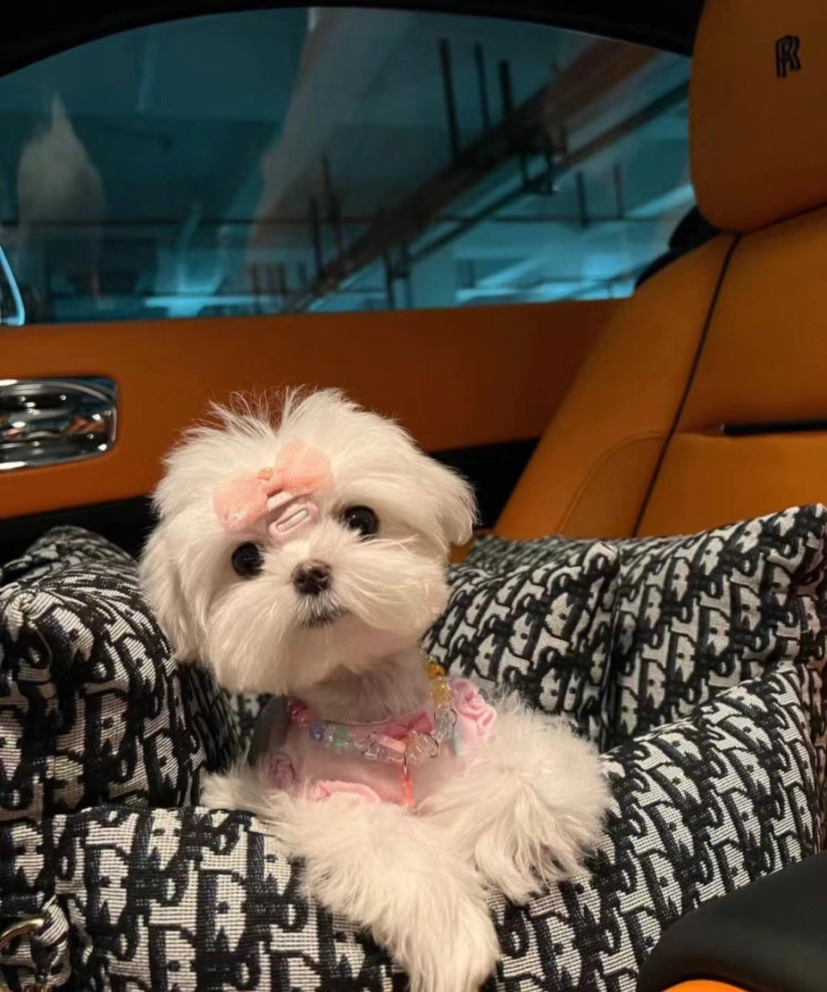 CozyCruise Dog Bed