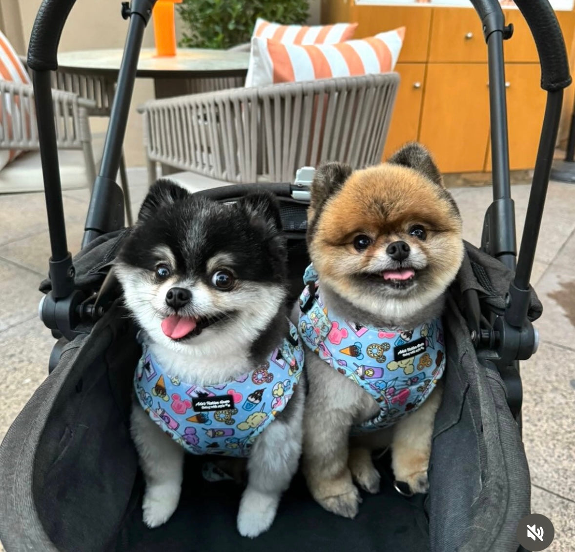 ADA x ARES DISNEY HARNESS & LEASH SET