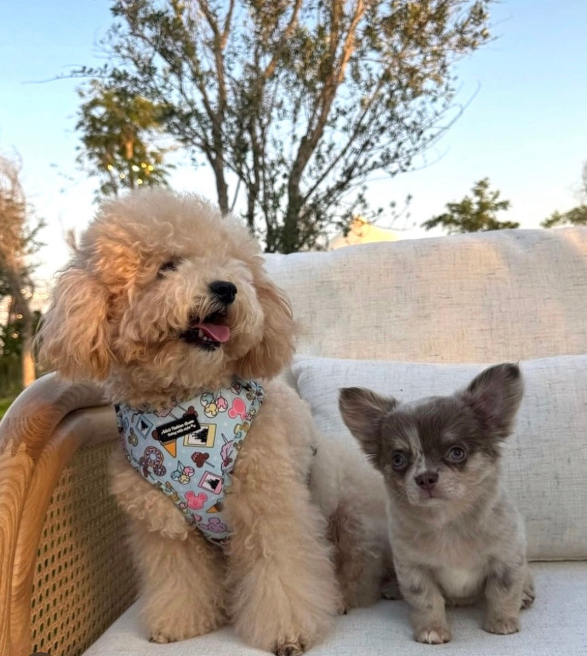 ADA x ARES DISNEY HARNESS & LEASH SET