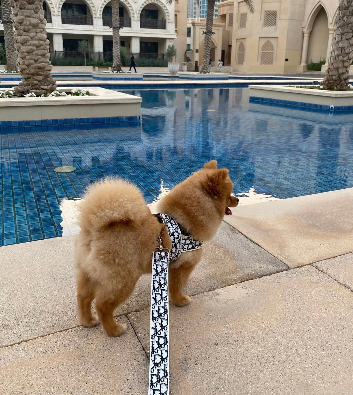 Dogior Harness