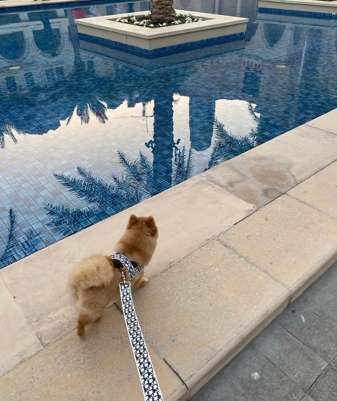 Dogior Harness
