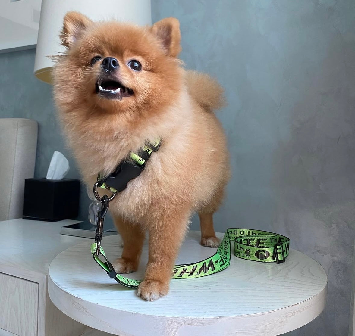 Woof - Off Collar & Leash Set