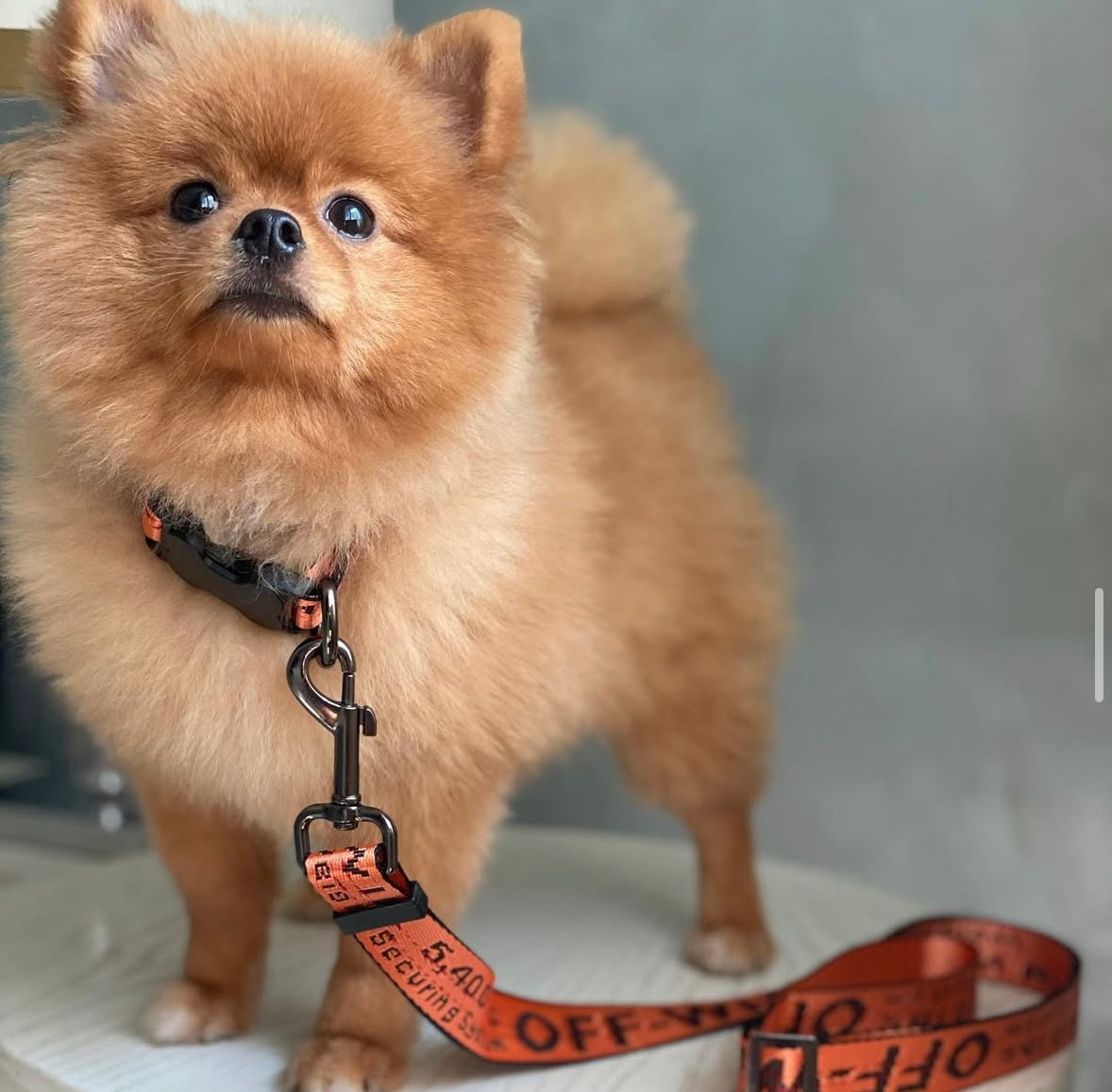 Woof - Off Collar & Leash Set