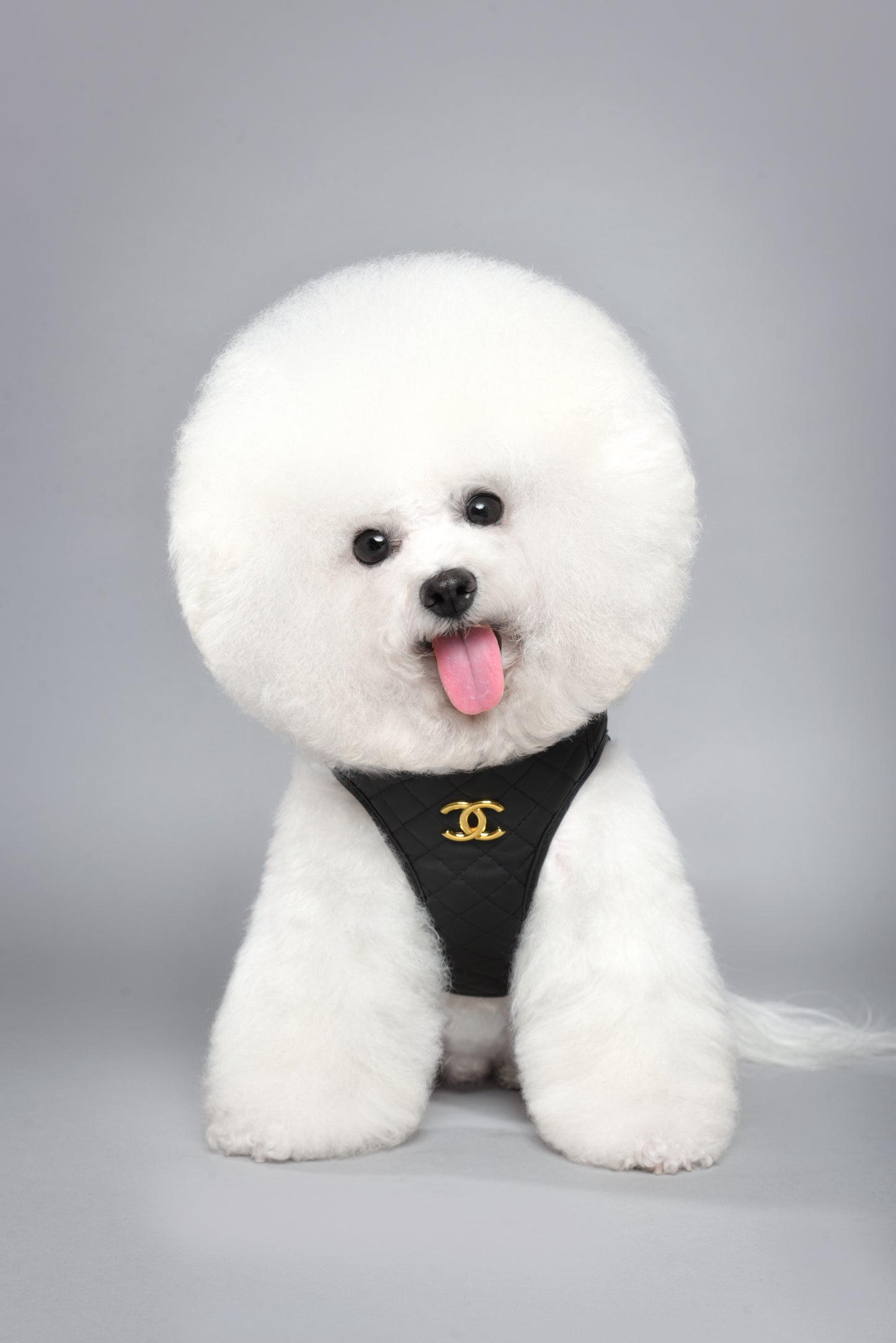 CC Harness & Leash Set