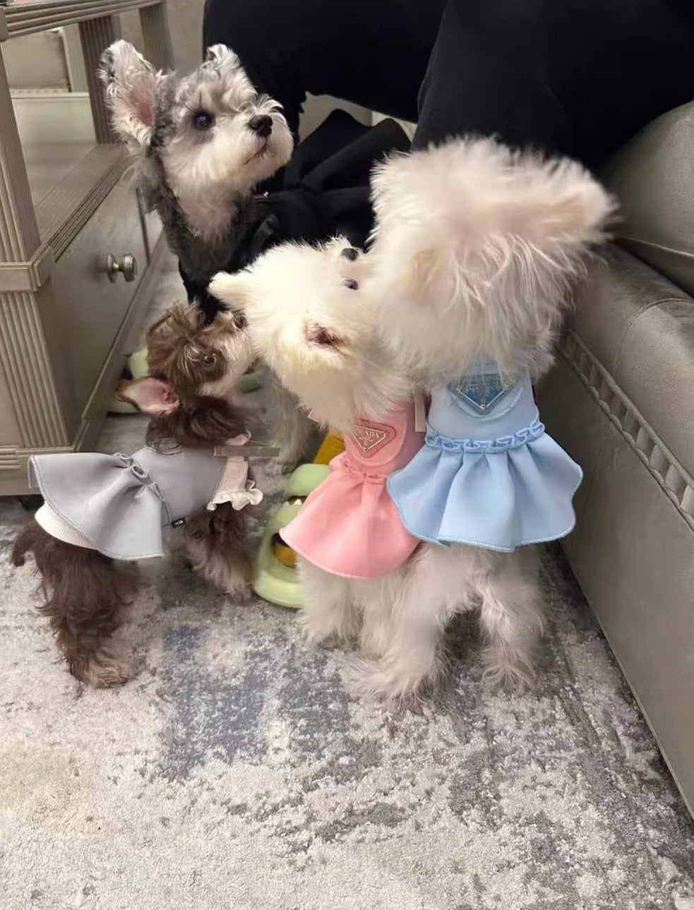 Paw-Elegance Dress