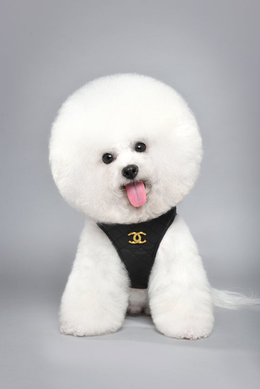 CC Harness & Leash Set