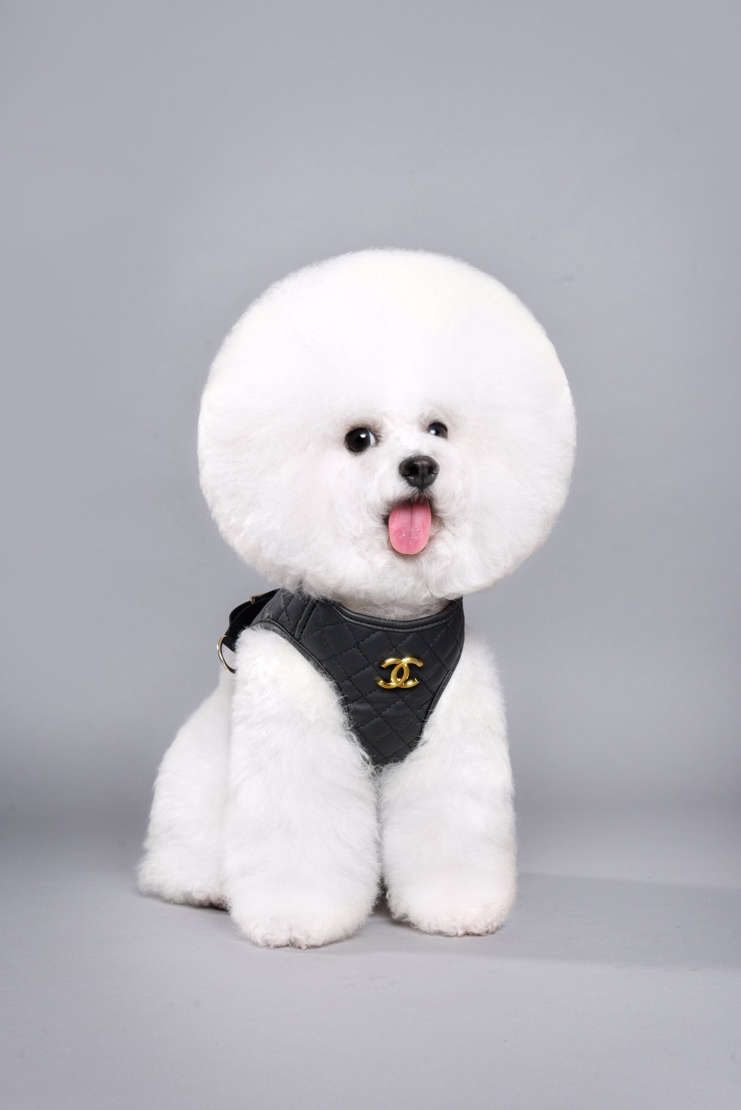 CC Harness & Leash Set
