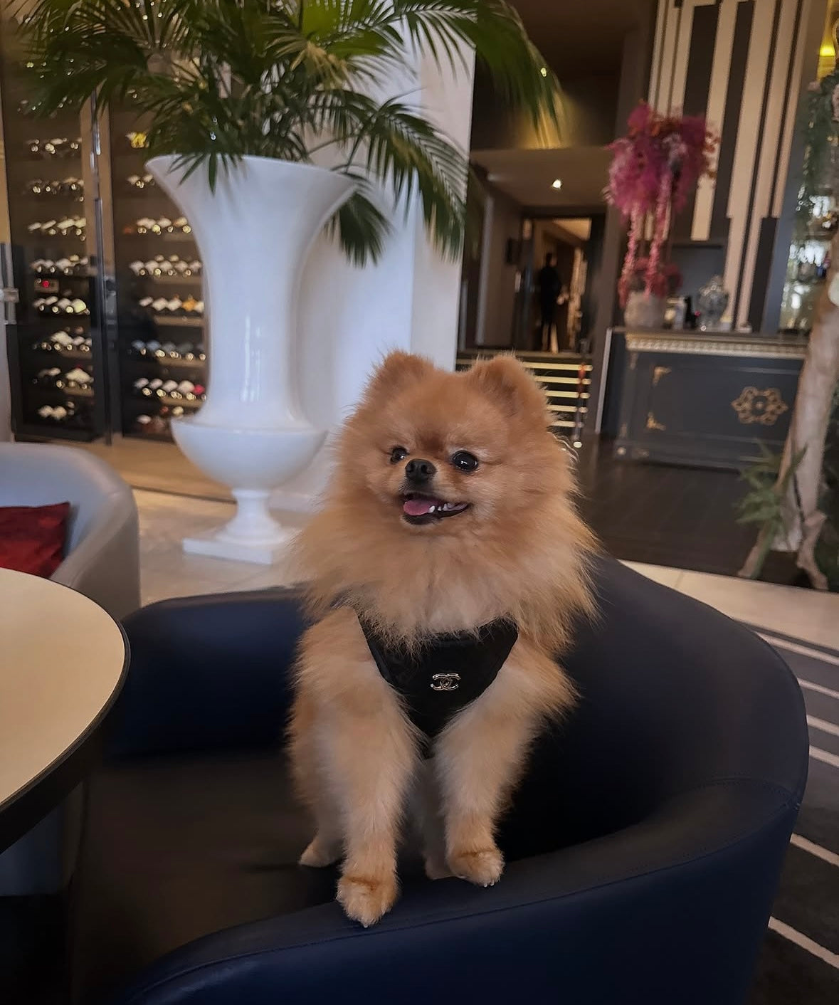 CC Harness & Leash Set