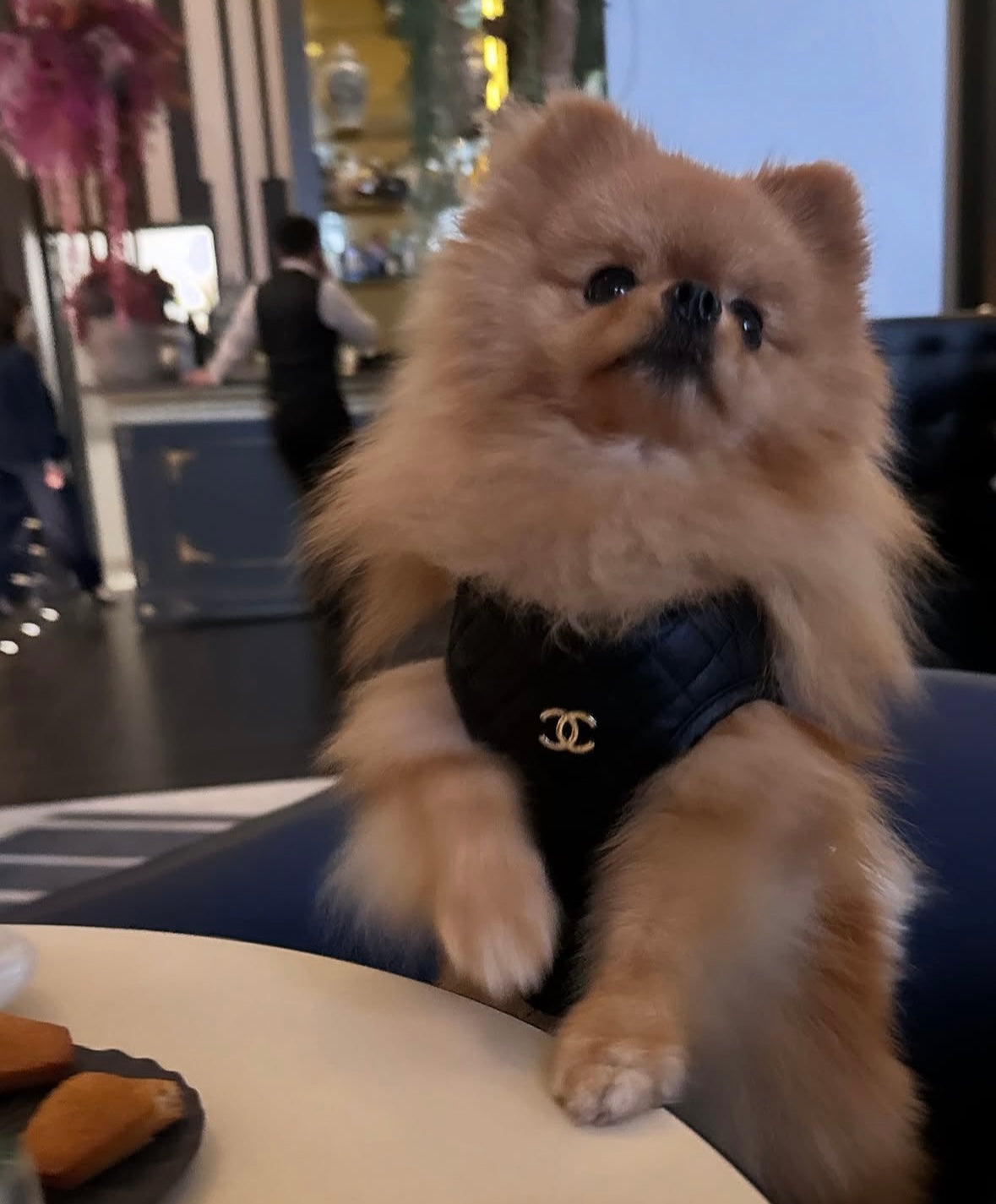 CC Harness & Leash Set