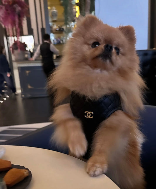 CC Harness & Leash Set