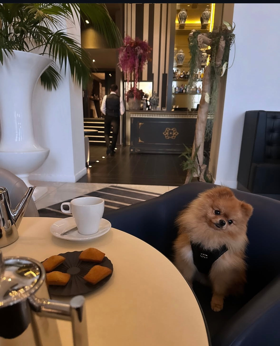 CC Harness & Leash Set