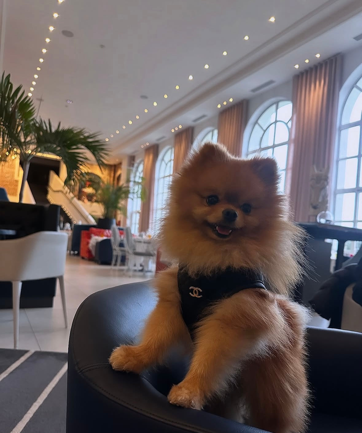 CC Harness & Leash Set