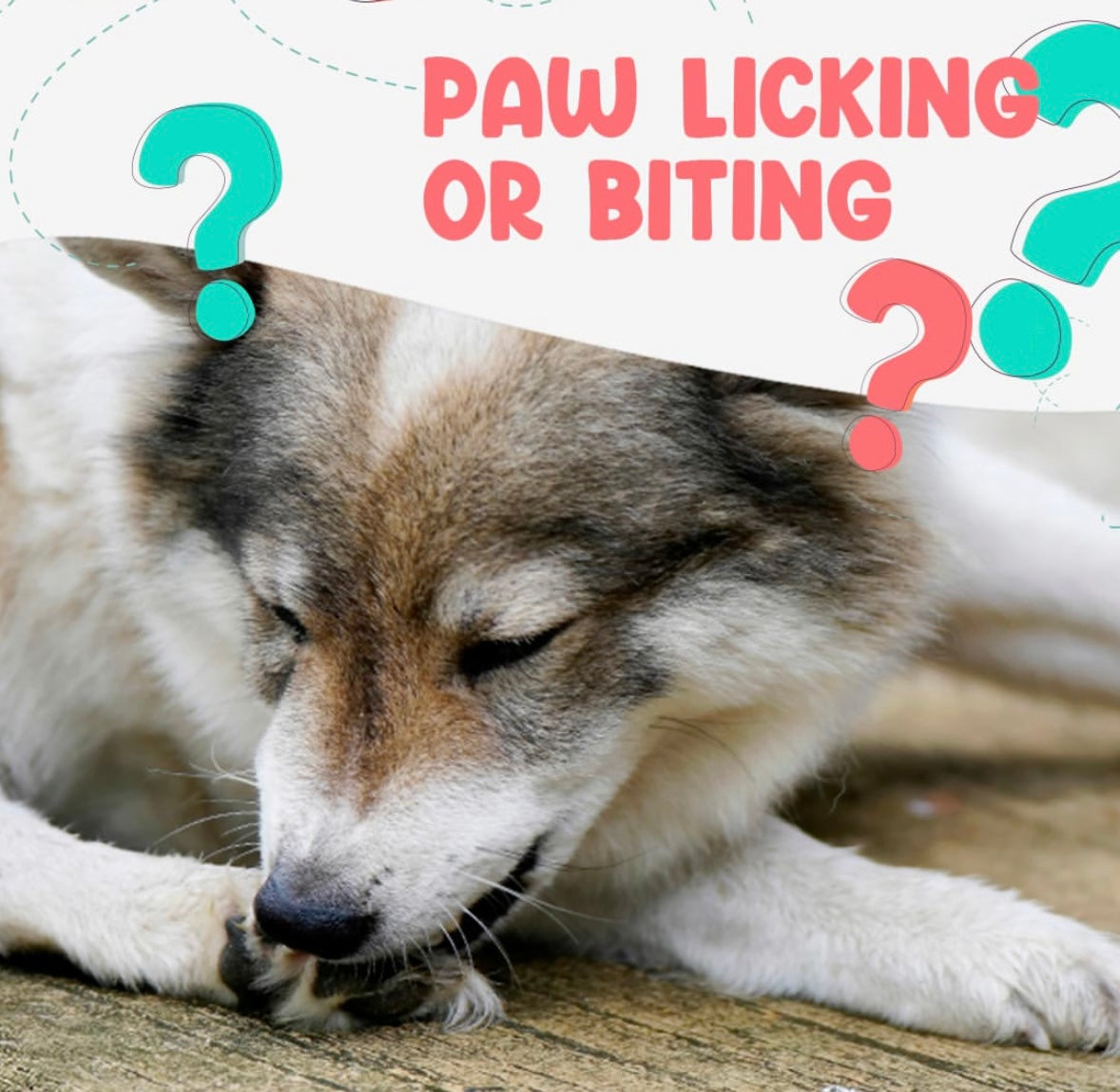 PUPEX Digestive Support