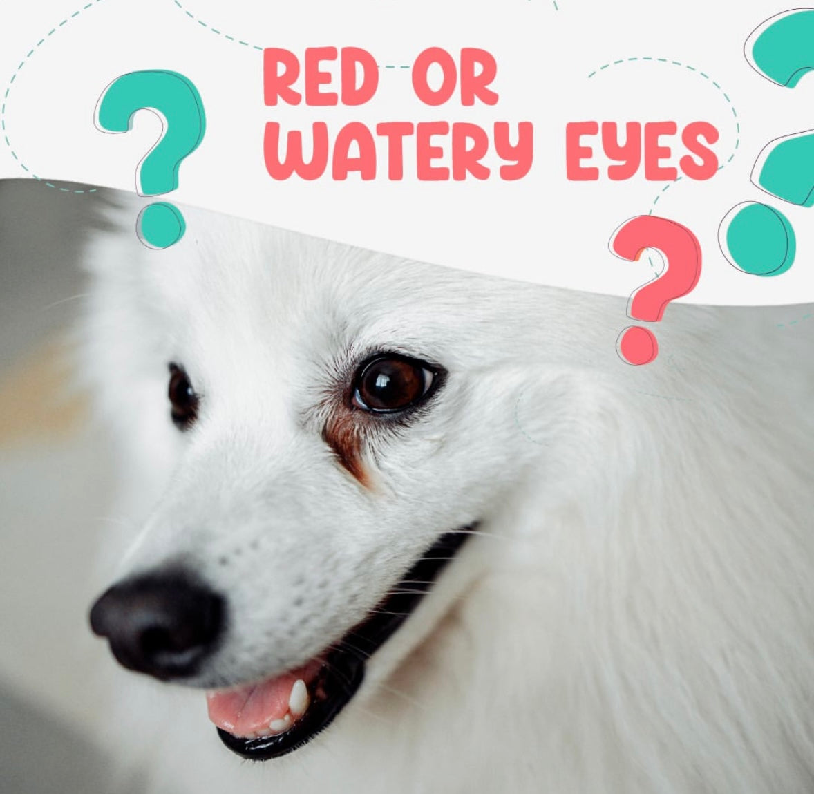 PUPEX Digestive Support