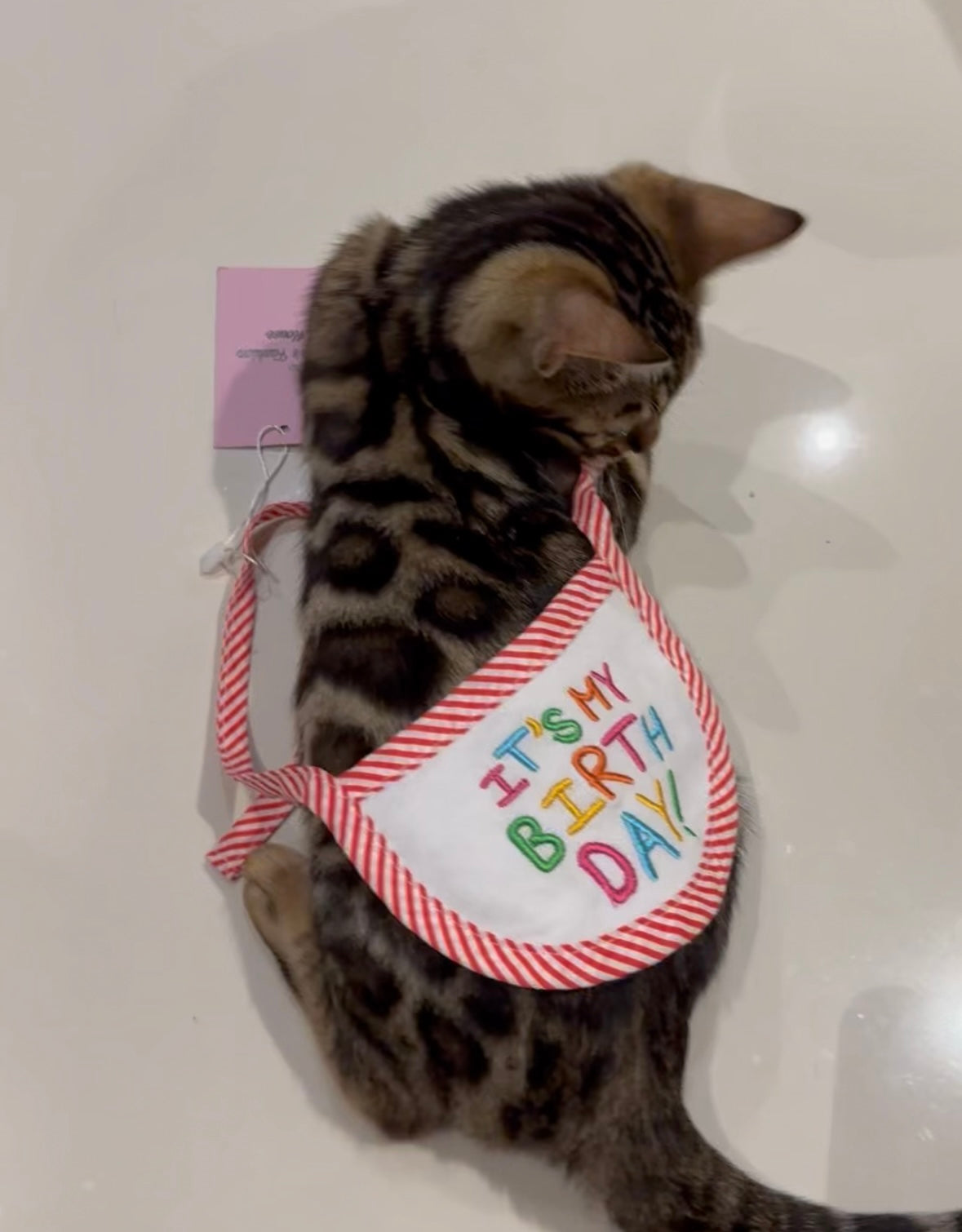 Birthday Bib