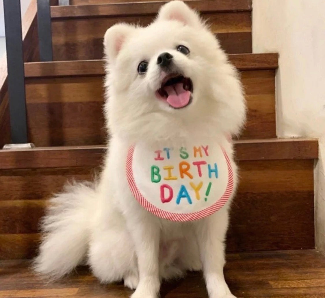 Birthday Bib